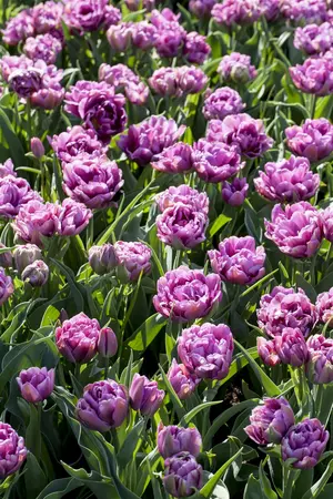 Tulipa 'Blue Wow' - flower bulb 12/+ - image 4
