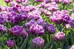 Tulipa 'Blue Wow' - flower bulb 12/+ - image 2