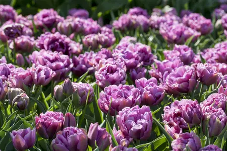 Tulipa 'Blue Wow' - flower bulb 12/+ - image 3