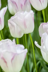 Tulipa 'Blushing Girl' - flower bulb 12/+