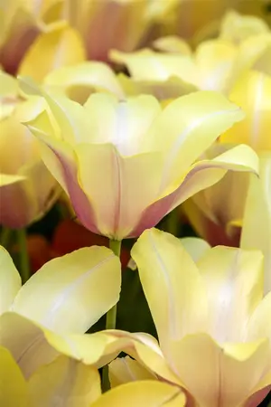 Tulipa 'Blushing lady' - flower bulb 12/+