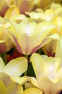 Tulipa 'Blushing lady' - flower bulb 12/+