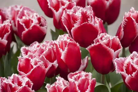 Tulipa 'Brest' - flower bulb 12/+