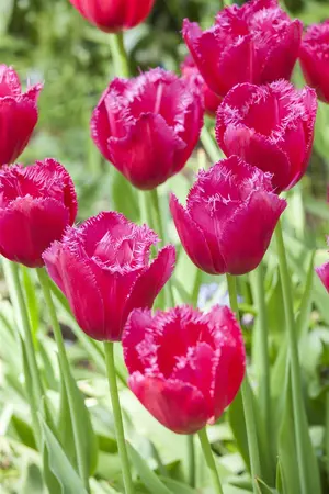 Tulipa 'Burgundy Lace' - flower bulb 12/+ - image 1