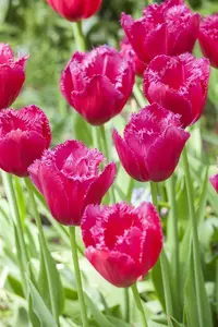 Tulipa 'Burgundy Lace' - flower bulb 12/+ - image 4
