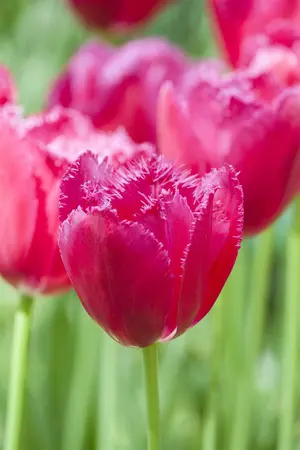 Tulipa 'Burgundy Lace' - flower bulb 12/+ - image 2