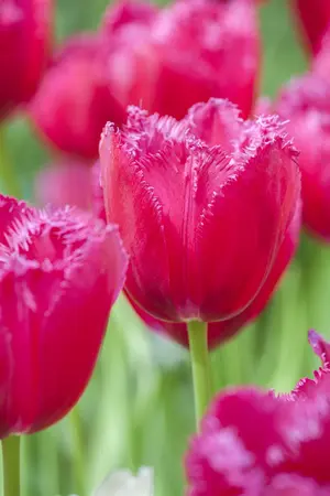 Tulipa 'Burgundy Lace' - flower bulb 12/+ - image 3