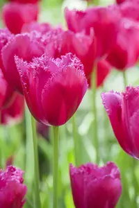 Tulipa 'Burgundy Lace' - flower bulb 12/+ - image 4