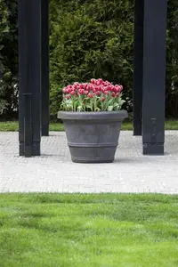 Tulipa 'Canasta' - flower bulb 12/+ - image 1