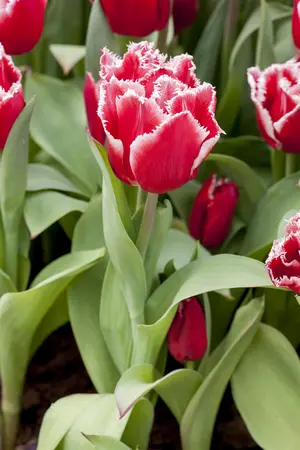 Tulipa 'Canasta' - flower bulb 12/+ - image 2