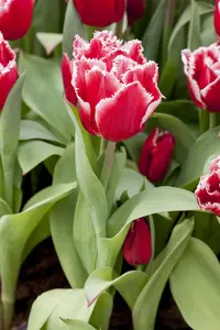 Tulipa 'Canasta' - flower bulb 12/+ - image 2