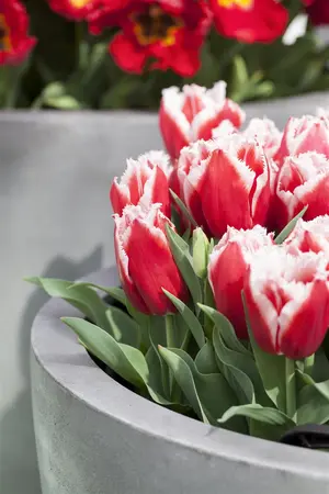 Tulipa 'Canasta' - flower bulb 12/+ - image 4
