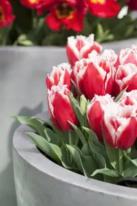 Tulipa 'Canasta' - flower bulb 12/+ - image 4