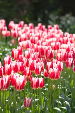 Tulipa 'Candy Apple Delight' - flower bulb 12/+ - image 2
