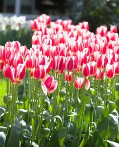 Tulipa 'Candy Apple Delight' - flower bulb 12/+ - image 4
