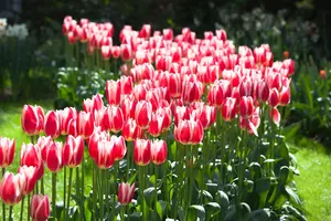 Tulipa 'Candy Apple Delight' - flower bulb 12/+ - image 5