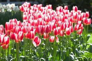 Tulipa 'Candy Apple Delight' - flower bulb 12/+ - image 3