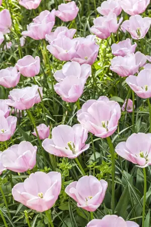 Tulipa 'Candy Prince' - P9 - image 1