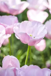 Tulipa 'Candy Prince' - P9 - image 2