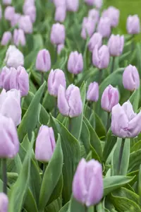 Tulipa 'Candy Prince' - P9 - image 3