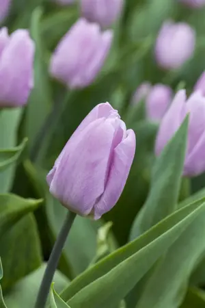 Tulipa 'Candy Prince' - P9 - image 4