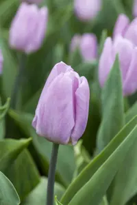 Tulipa 'Candy Prince' - P9 - image 5