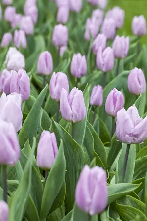 Tulipa 'Candy Prince' - flower bulb 12/+ - image 3