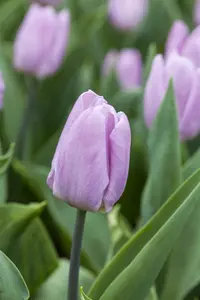 Tulipa 'Candy Prince' - flower bulb 12/+ - image 5