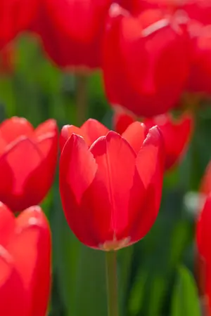 Tulipa 'Cherry Delight' - flower bulb 12/+ - image 3
