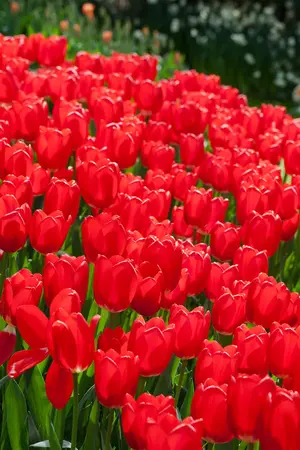 Tulipa 'Cherry Delight' - flower bulb 12/+ - image 4