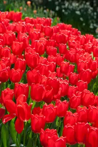 Tulipa 'Cherry Delight' - flower bulb 12/+ - image 4