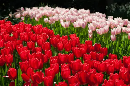 Tulipa 'Cherry Delight' - flower bulb 12/+ - image 1