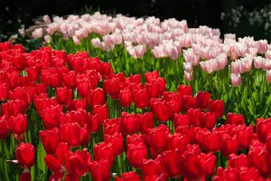 Tulipa 'Cherry Delight' - flower bulb 12/+ - image 5