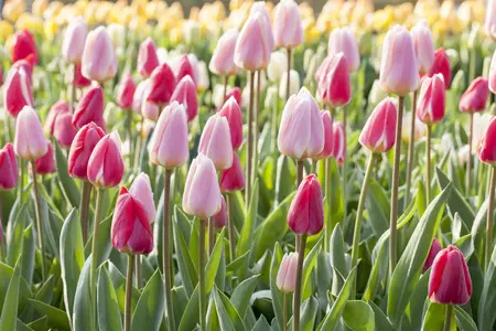 Tulipa 'Cherry Delight' - flower bulb 12/+ - image 5