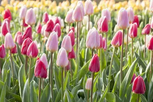 Tulipa 'Cherry Delight' - flower bulb 12/+ - image 5