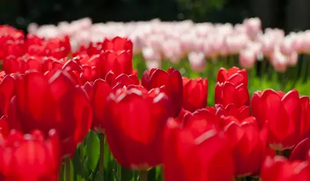 Tulipa 'Cherry Delight' - flower bulb 12/+ - image 2
