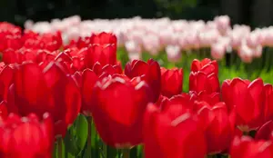 Tulipa 'Cherry Delight' - flower bulb 12/+ - image 2