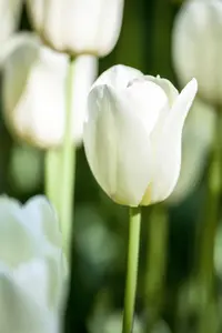 Tulipa 'City of Vancouver' - flower bulb 12/+ - image 3