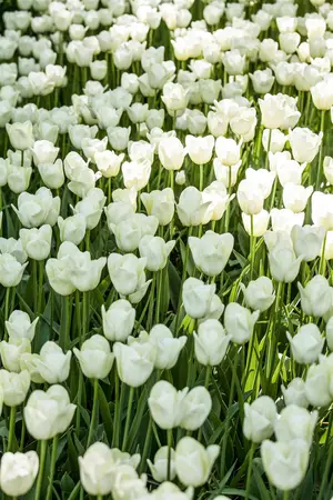 Tulipa 'City of Vancouver' - flower bulb 12/+ - image 2