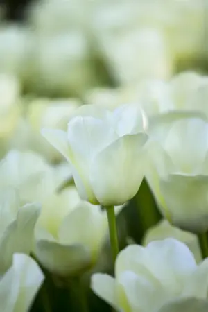 Tulipa 'City of Vancouver' - flower bulb 12/+ - image 3