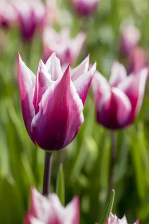 Tulipa 'Claudia' - flower bulb 12/+ - image 4