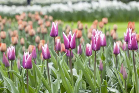 Tulipa 'Claudia' - flower bulb 12/+ - image 2