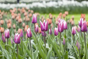 Tulipa 'Claudia' - flower bulb 12/+ - image 2