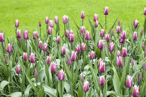 Tulipa 'Claudia' - flower bulb 12/+ - image 3