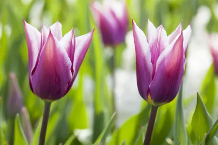 Tulipa 'Claudia' - flower bulb 12/+ - image 5