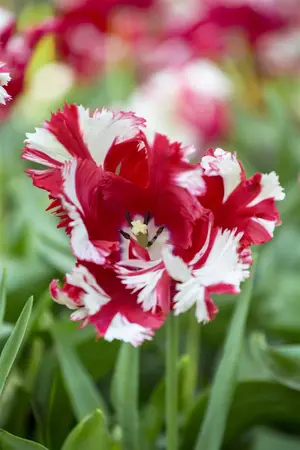 Tulipa 'Color Parade' - flower bulb 12/14