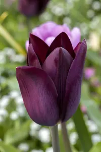 Tulipa 'Continental' - flower bulb 12/+