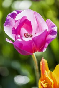 Tulipa 'Don Quichotte' - flower bulb 12/+ - image 4