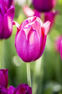 Tulipa 'Don Quichotte' - flower bulb 12/+ - image 2