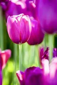 Tulipa 'Don Quichotte' - flower bulb 12/+ - image 3